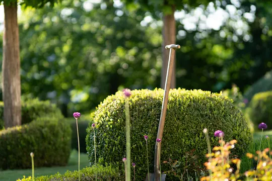 Layered boxwood and perennial planting against a clipped hedge