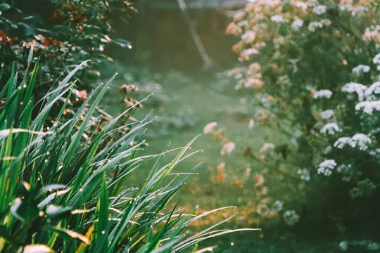 A deep mixed border of shrubs and grasses meeting a lawn edge