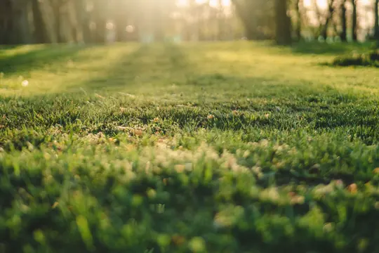 Low morning light across a wide mown lawn