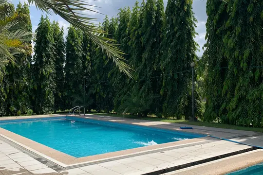 A row of arborvitae screening a pool deck