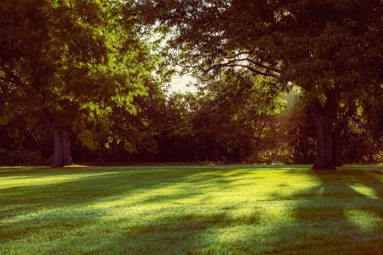 Sunlight raking across a wide mown lawn beneath mature trees