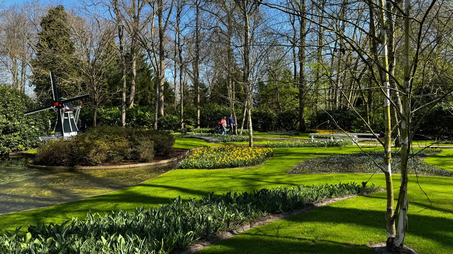 Curved planting beds cut into a lawn, filled with tulips and low shrubs