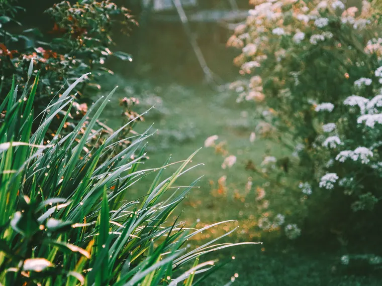 A deep mixed border of shrubs and grasses