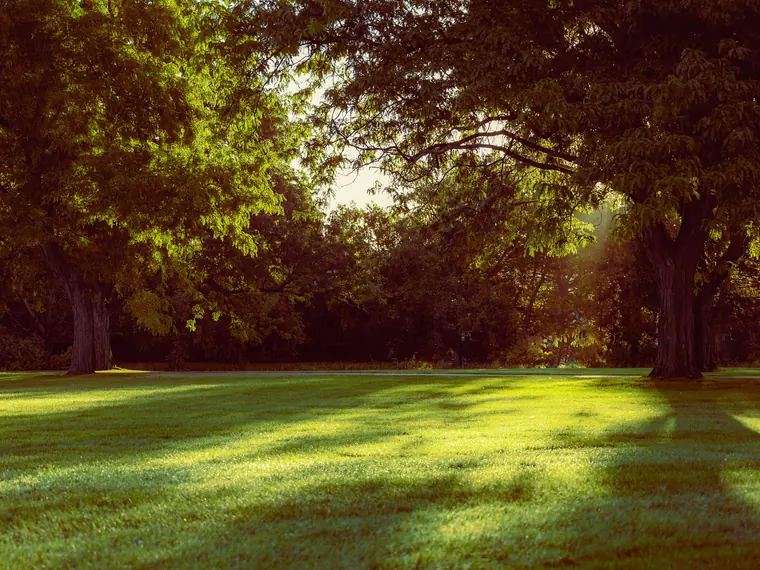 A wide green lawn framed by mature trees