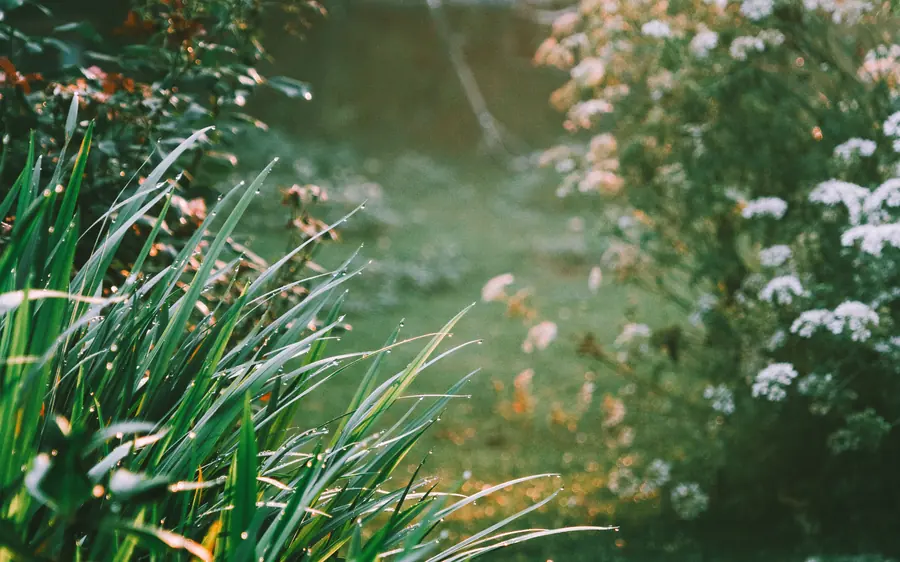 A deep perennial border of mixed shrubs and grasses meeting a clipped lawn edge