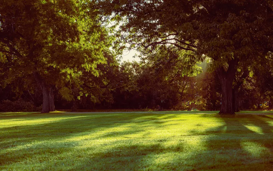 Sunlight falling across a wide green lawn framed by mature trees